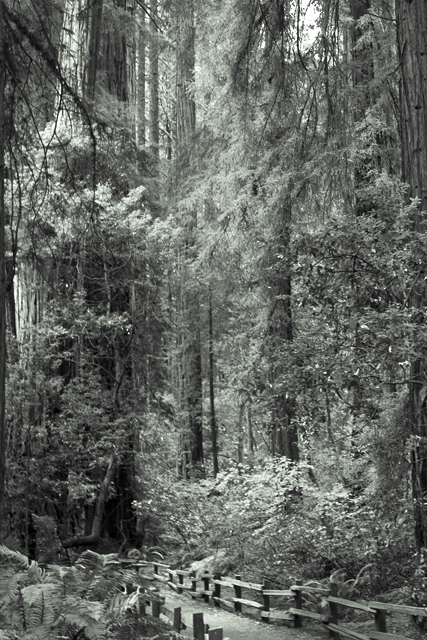 redwood0259