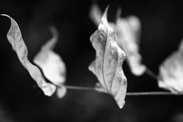 leaf_1088