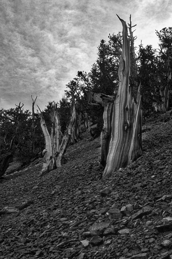 bristlecone_0159